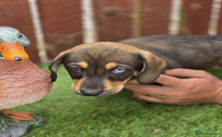 Mixed Breed dogs - Advert 1