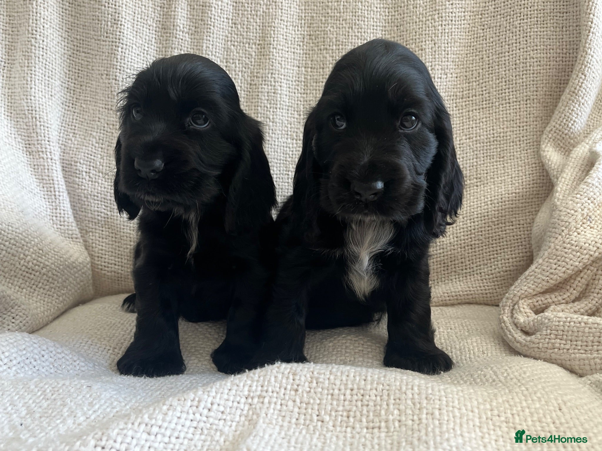 Cocker Spaniel dogs Kc show type cocker spaniel puppies black £1900 - Advert 5
