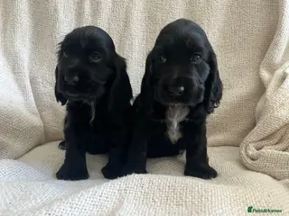 Cocker Spaniel dogs Kc show type cocker spaniel puppies black £1900 - Advert 5