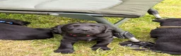 Cockerdor dogs for sale: 3 Cockerdor puppies looking for their forever home - Advert 5