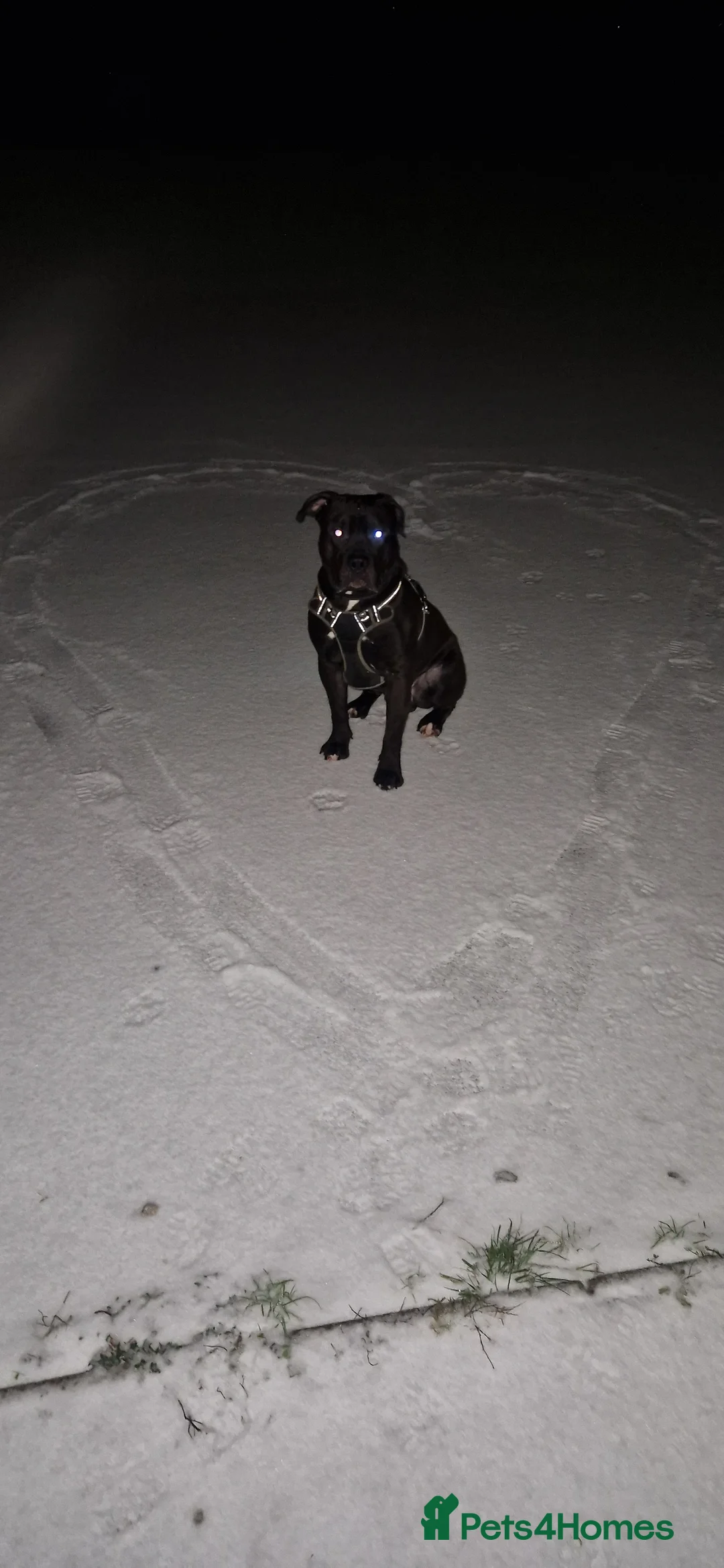 Presa Canario dogs for sale: Presa Canario, 2y3m – Big soft lad, cuddle monster - Advert 3