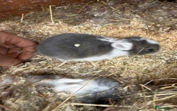 Mixed Breed rabbits for sale: Baby rabbits  - Image 1