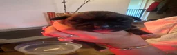 Boxer dogs for sale: Beautiful dark brindle boxer pups  - Advert 3