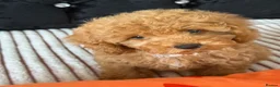 Maltipoo dogs for sale: Beautiful Maltipoo Puppies – Ready NOW - Advert 7