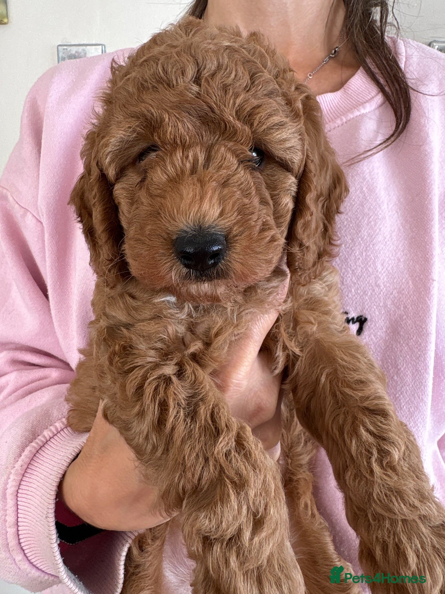 Cockapoo dogs Stunning Female Dark red cockapoos for sale  - Advert 1