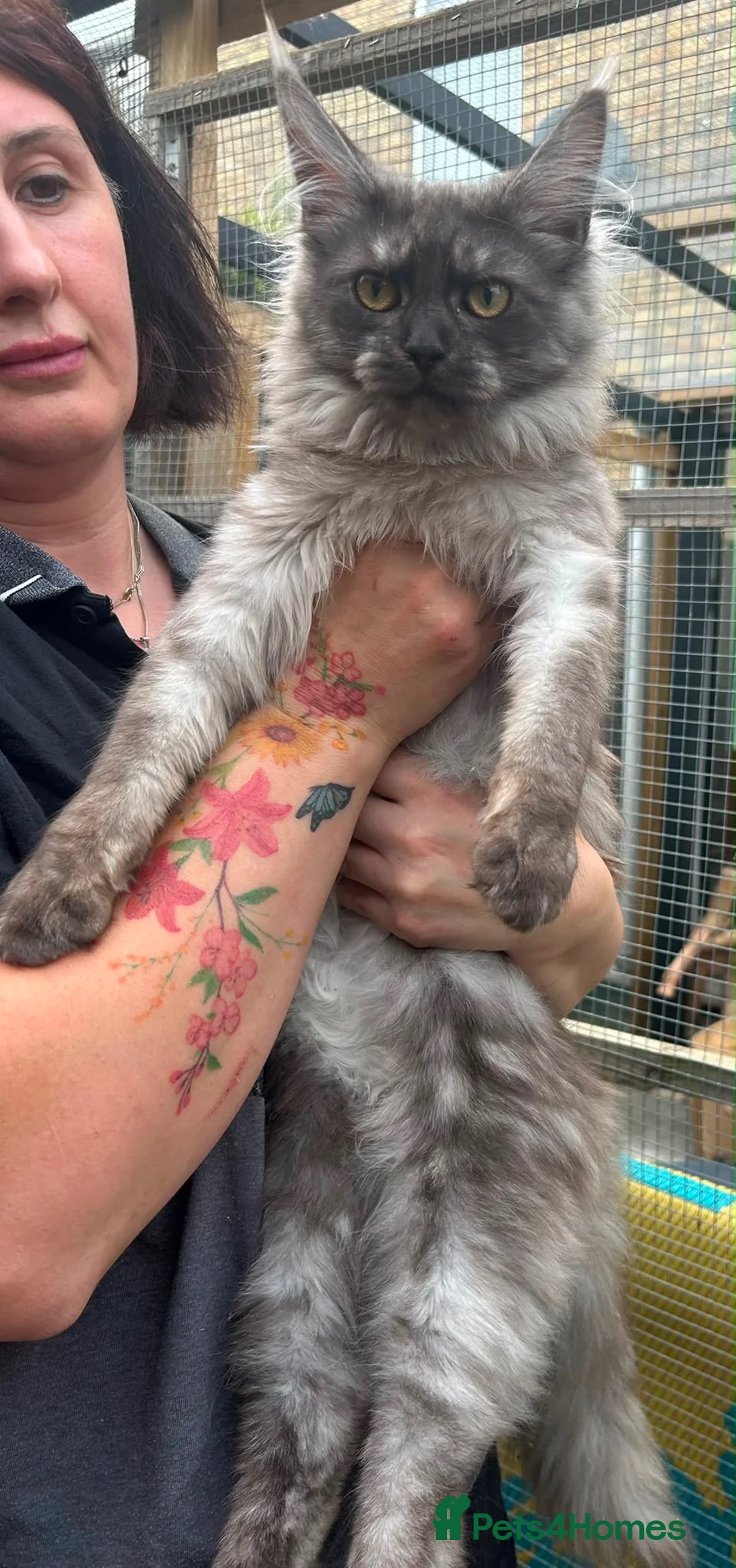 Maine Coon cats for sale: smoke Maine coon kittens - Advert 26
