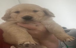 Golden Retriever dogs for sale: Golden retriever puppies - Image 6
