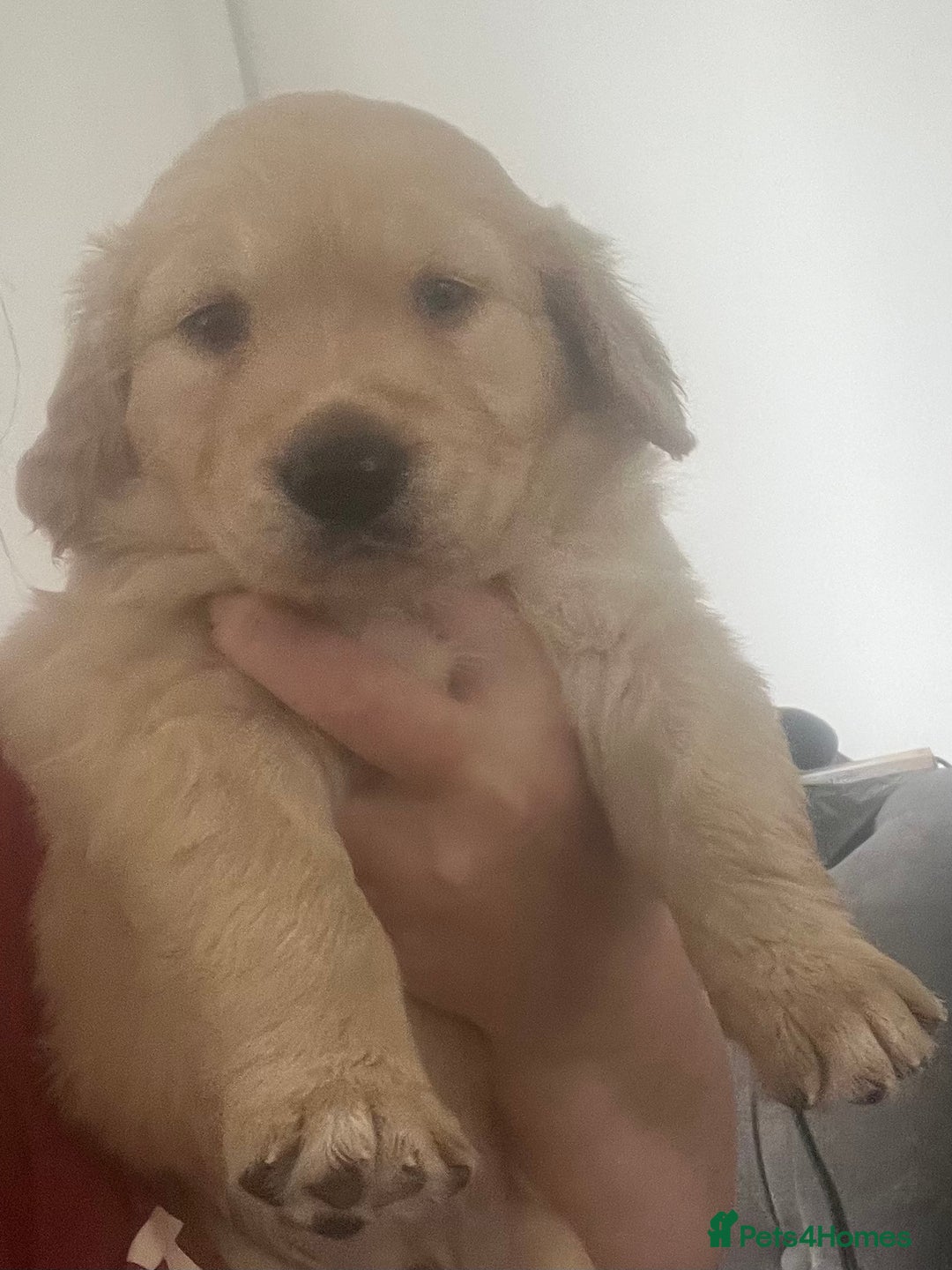 Golden Retriever dogs for sale: Golden retriever puppies - Image 6