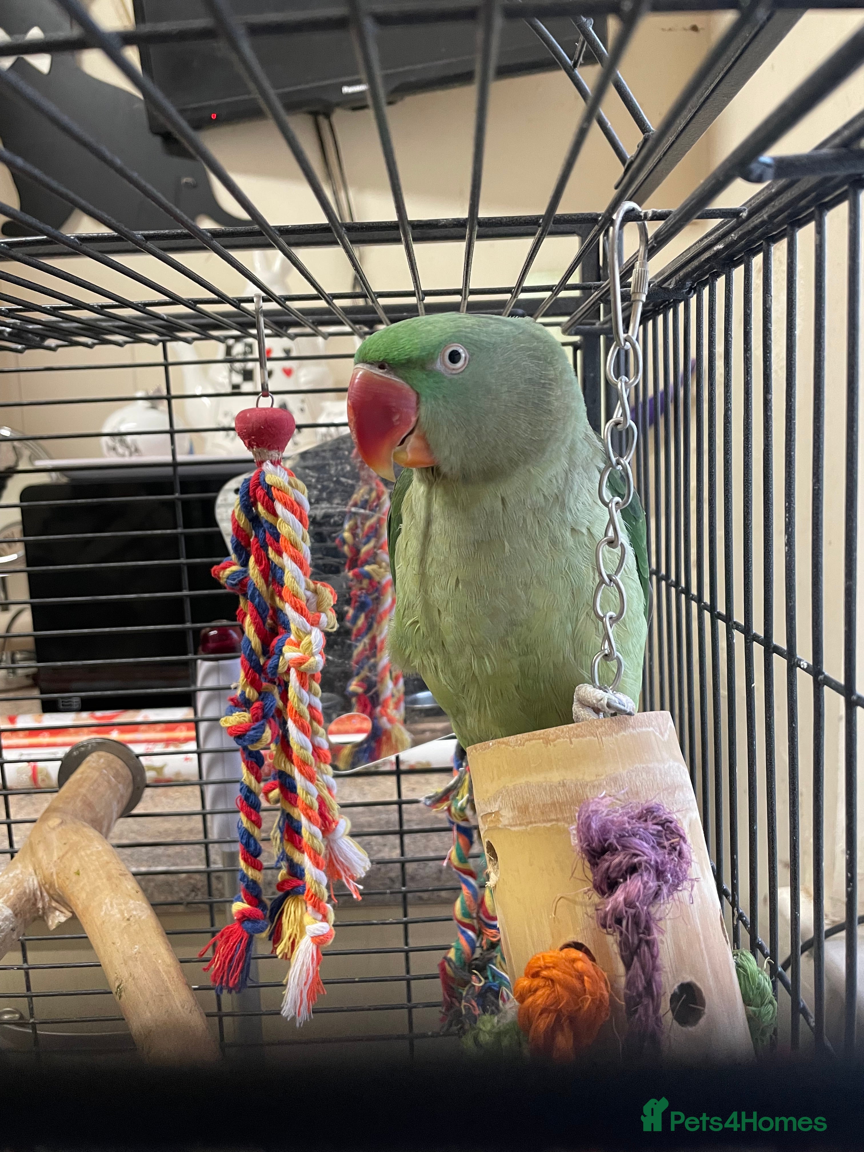 Parakeets birds Alexandrine Parrot 🦜  - Advert 5