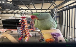 Parakeets birds for sale: Alexandrine Parrot 🦜  - Advert 1