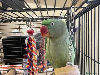 Parakeets birds Alexandrine Parrot 🦜 - Advert 11