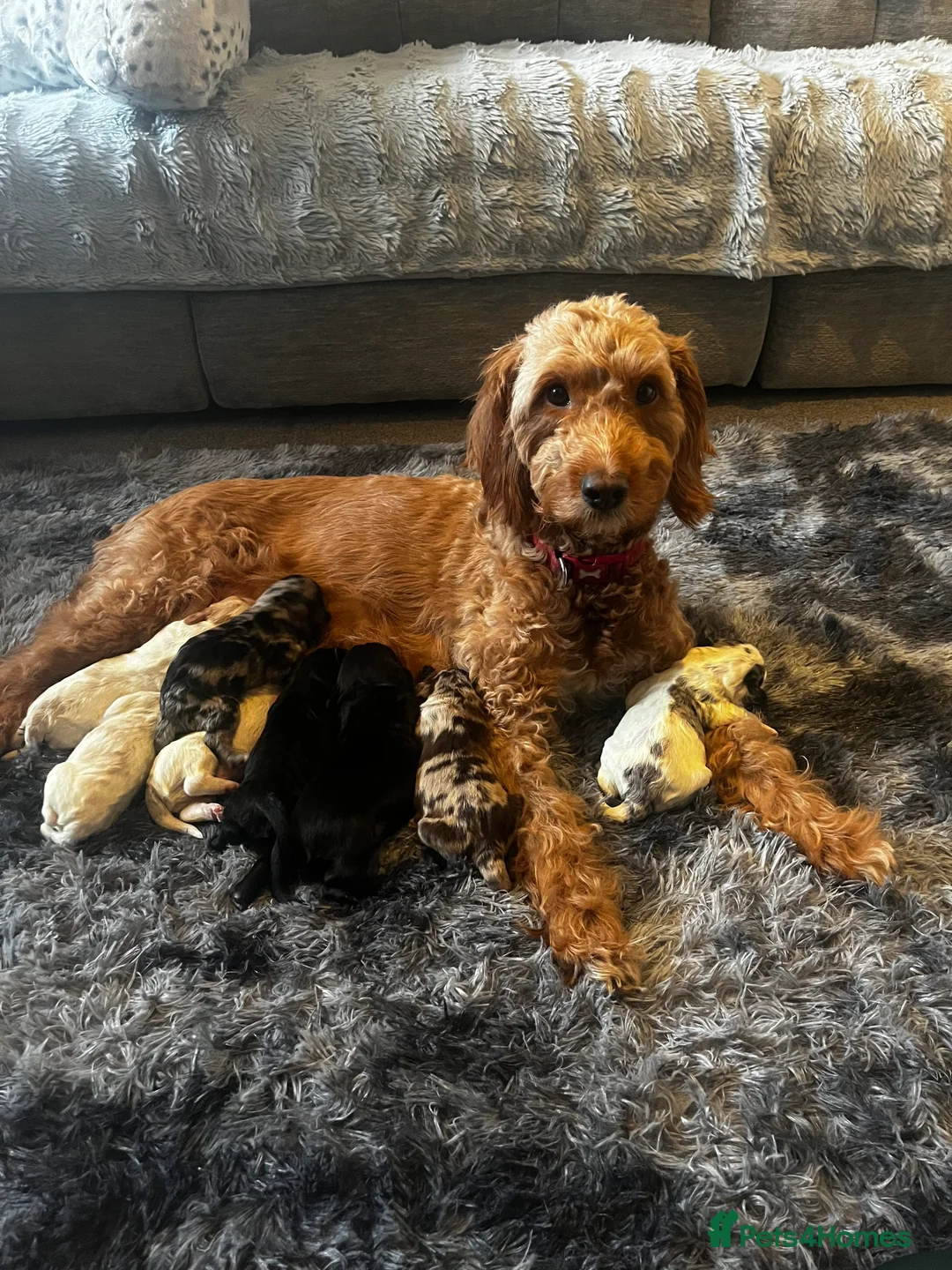 Cockapoo dogs for sale: Beautiful cockapoo puppies  - Advert 1