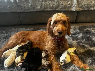 Cockapoo dogs Beautiful cockapoo puppies - Advert 1