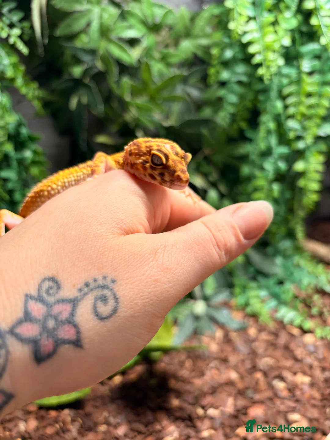 Gecko reptiles for sale: Four leopard geckos & large vivarium set up - Advert 6