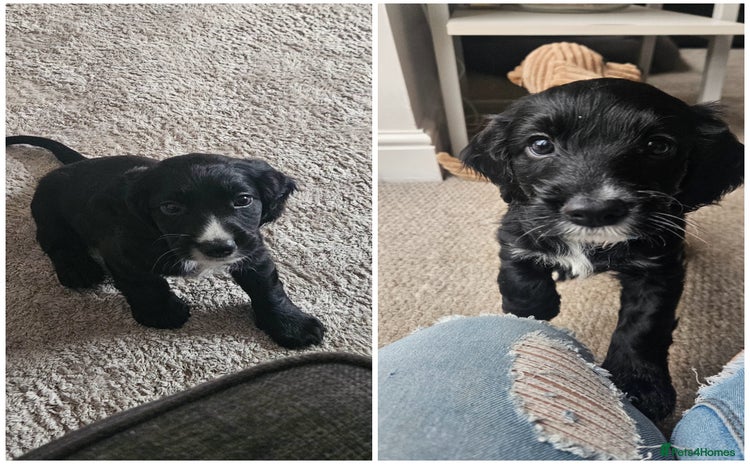 Cockapoo dogs for sale - Advert 1