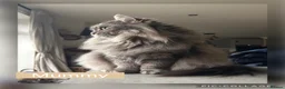 Ragdoll cats for sale: Four beautiful blue Ragdoll tabby point kittens - Advert 18