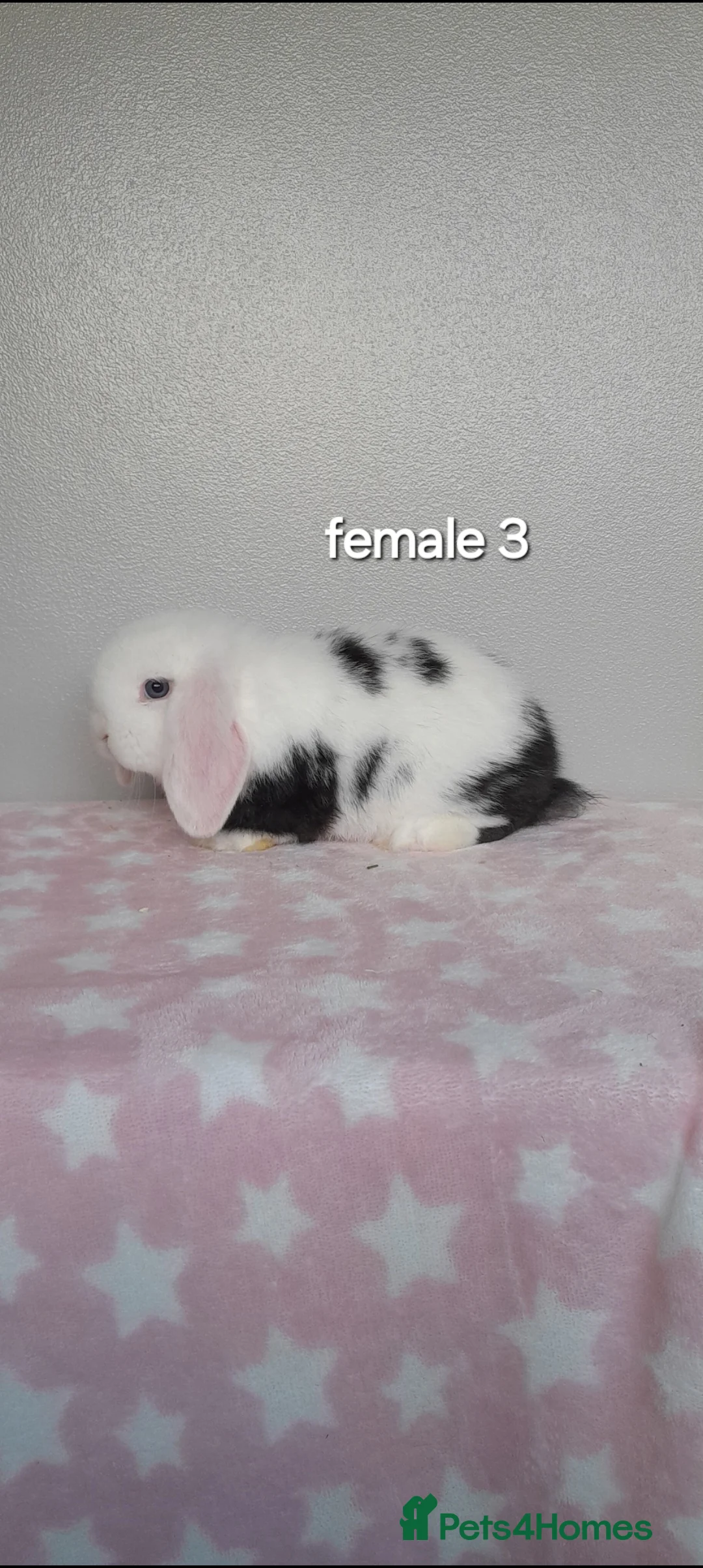 Mini Lop rabbits for sale: Purebred mini lop rabbits  - Advert 5