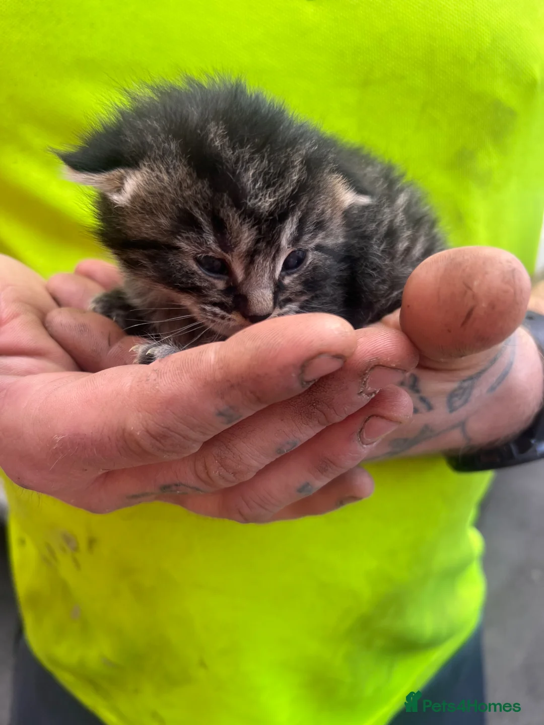 Mixed Breed cats for sale: Beautiful kittens ready to leave soon  - Advert 2