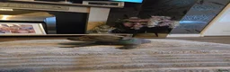 Staffordshire Bull Terrier dogs for sale: 5 beautifully staffy puppies kc registerd  - Advert 12