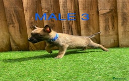 Belgian Shepherd Dog dogs for sale: Beautiful Belgium Malinois pups for sale  - Image 25
