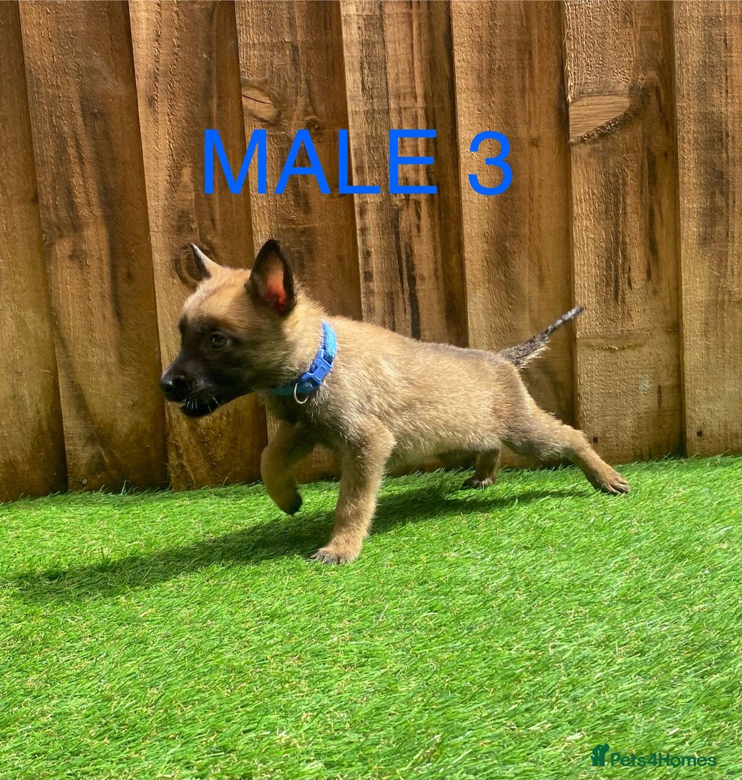 Belgian Shepherd Dog dogs for sale: Beautiful Belgium Malinois pups for sale  - Image 25