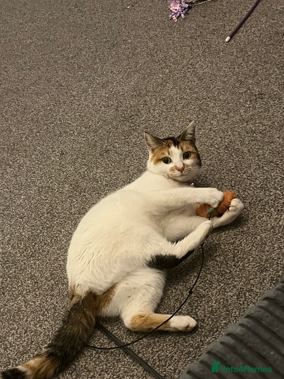 Mixed Breed cats for sale: 3 year old cat  in Telford - Advert 2