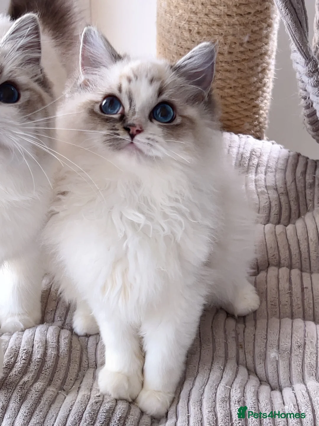 Ragdoll cats for sale: Tica Champion line gorgeous lynx bicolour kittens in Uxbridge - Advert 7