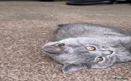 British Shorthair cats for sale: Beautiful kittens - Image 13