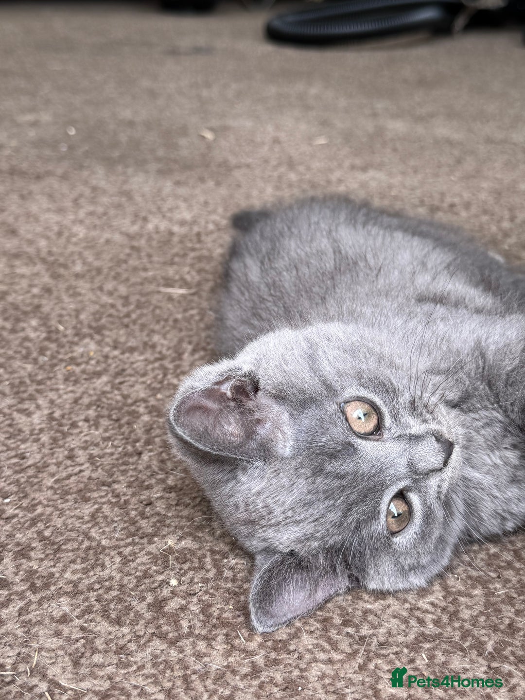 British Shorthair cats for sale: Beautiful kittens - Image 13