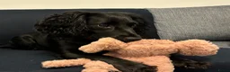 Cockapoo dogs for sale: The Gorgeous Nellie 🐕‍🦺 in Bury Saint Edmunds - Advert 3