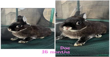 Netherland Dwarf rabbits - Advert 2