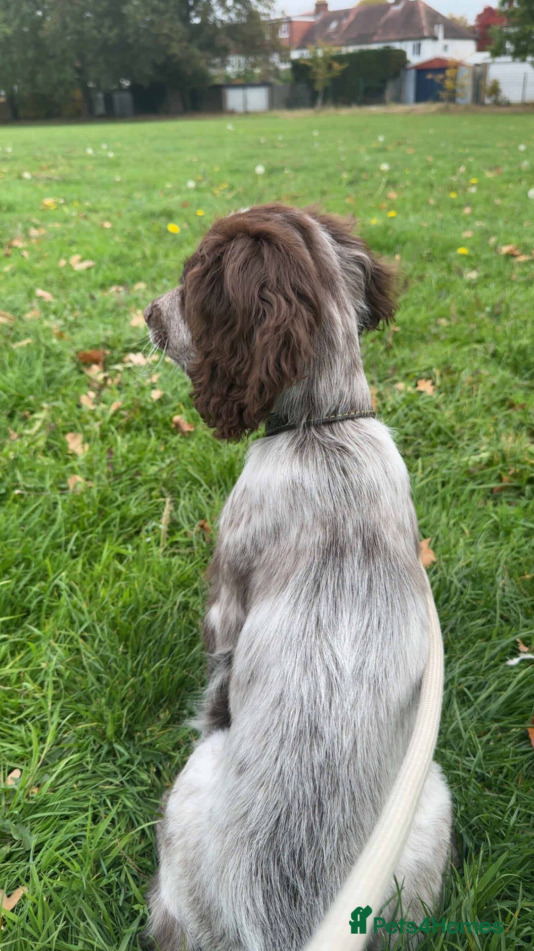 Cocker Spaniel dogs for sale: Sadly having to re-home my 5 month old puppy - Advert 16