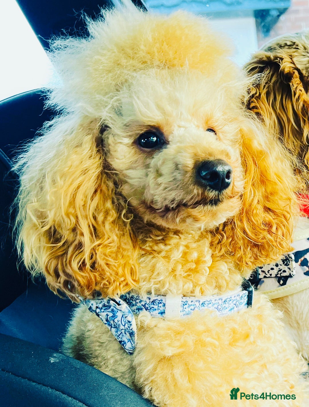 Miniature Poodle dogs for stud: 🇷🇺 Russian import kc reg poodle 🇷🇺  in Newcastle - Advert 7