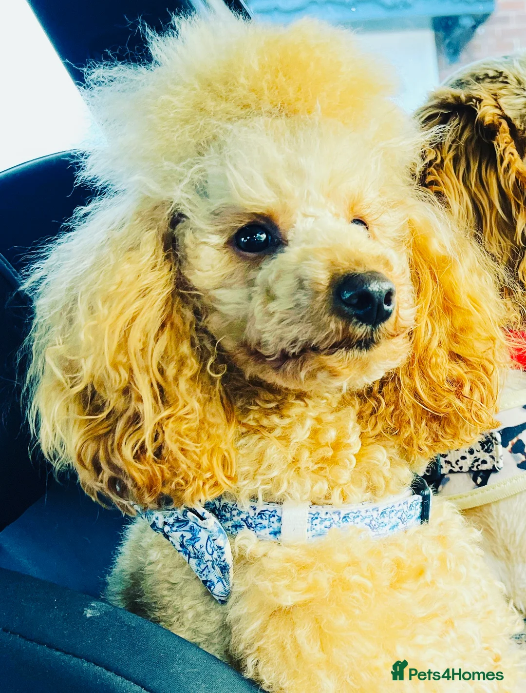 Miniature Poodle dogs for stud: 🇷🇺 Russian import kc reg poodle 🇷🇺  in Newcastle - Advert 7