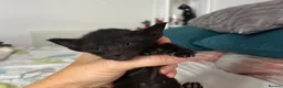 Oriental cats for sale: Oriental/can DELIVER  - Advert 9