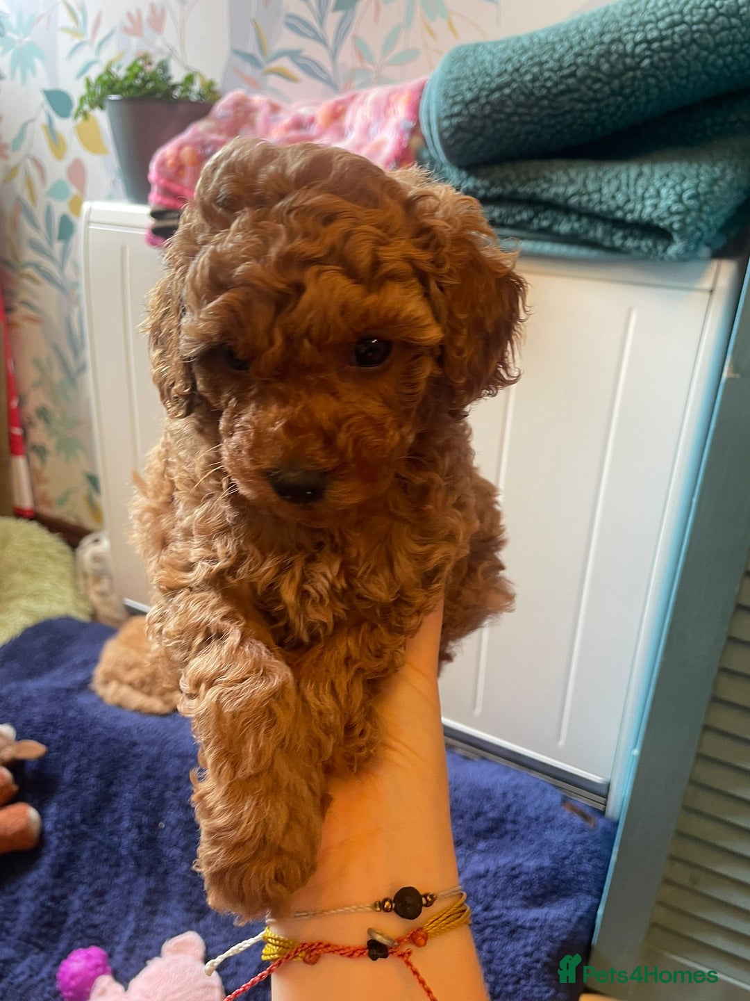 Toy Poodle dogs for sale: Tiny Red Toy Poodles Available now - Image 10