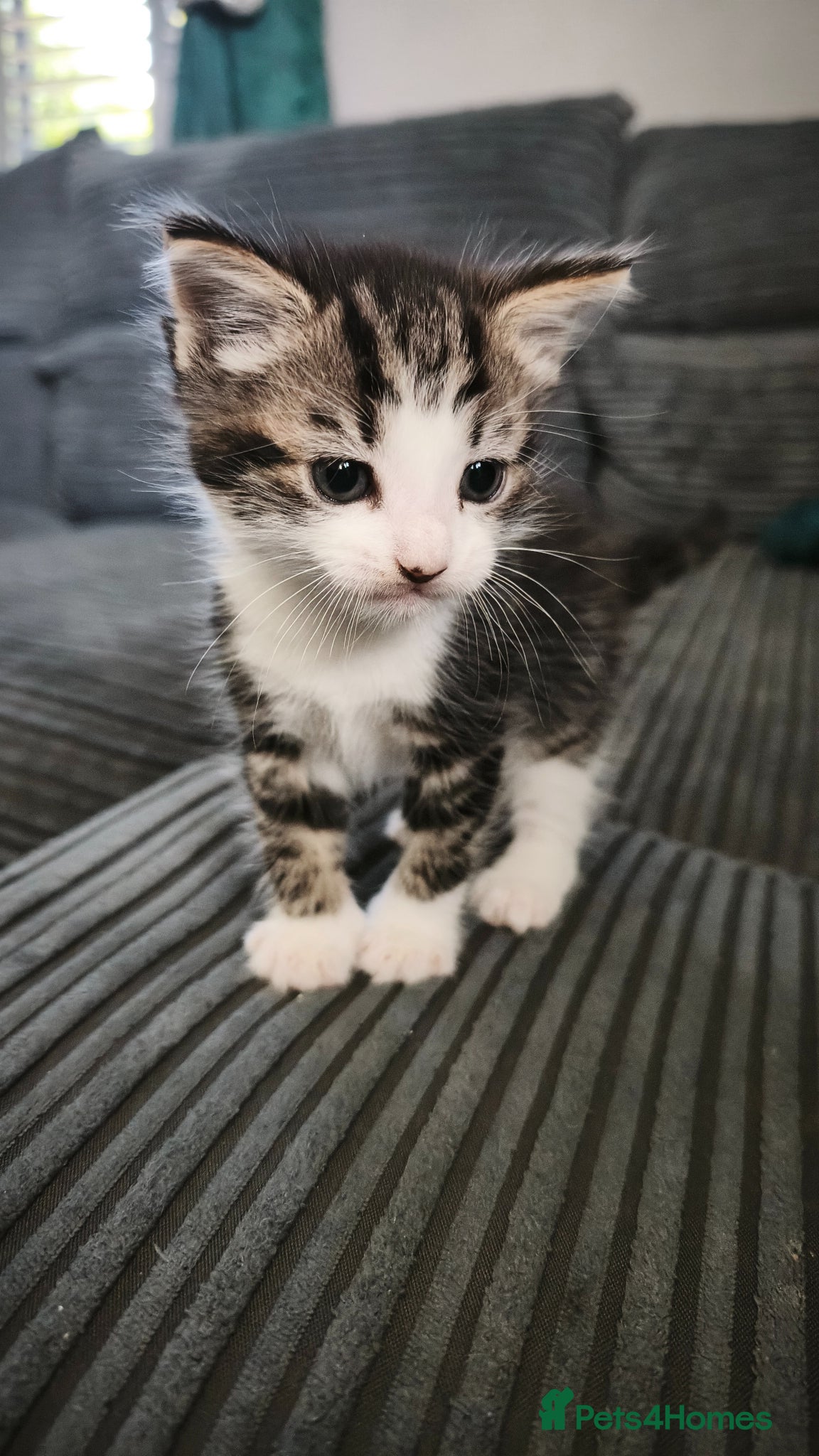 Mixed Breed cats Maincoon cross male kitten for sale  - Advert 2