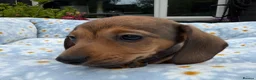 Miniature Dachshund dogs for sale: Miniature dachshund puppies 🐶 READY NOW - Advert 5