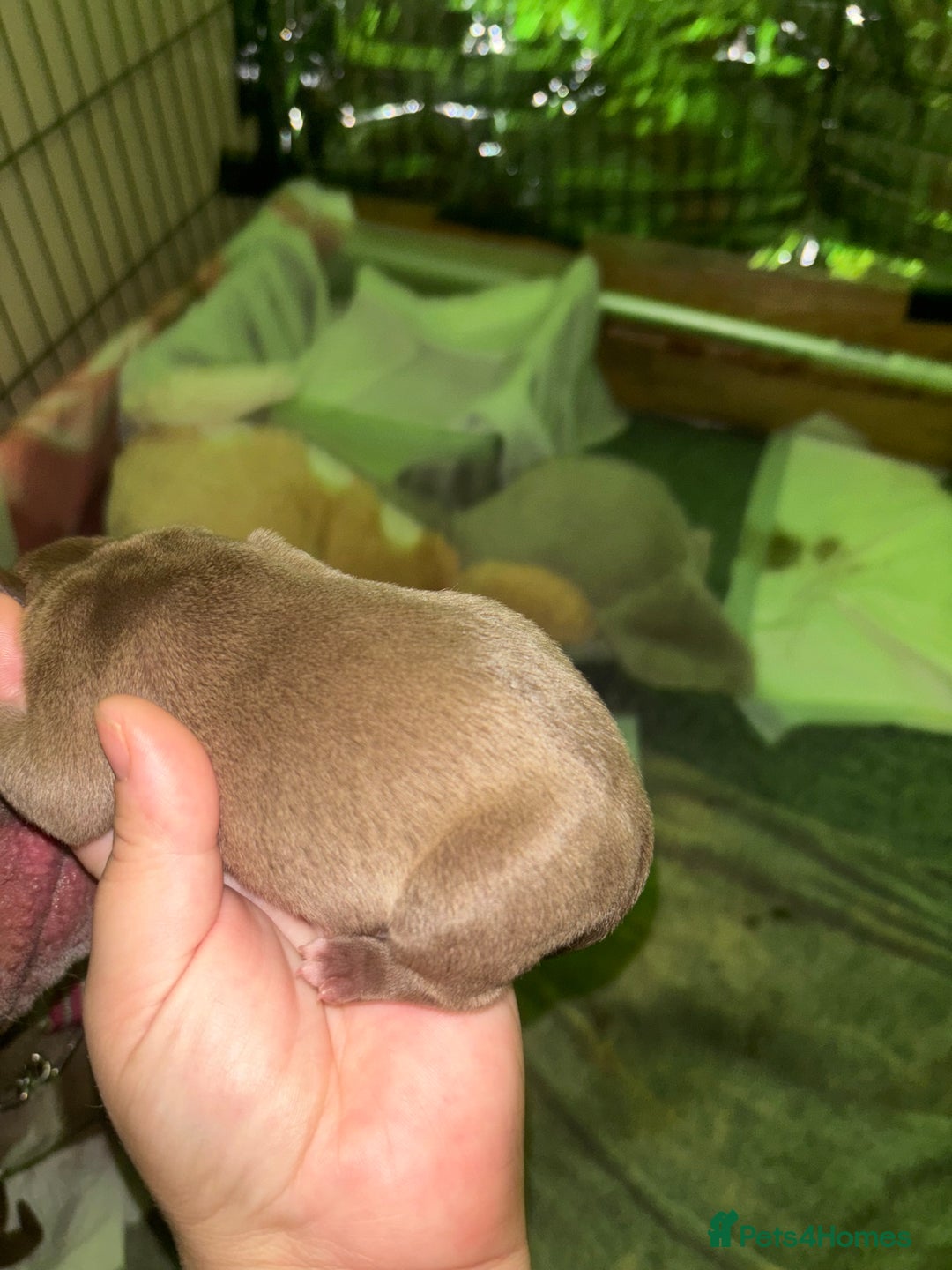 American Bully dogs for sale: Pocket bully puppy’s  - Image 26
