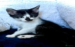 Mixed Breed cats for sale: Beautiful siamese mix kittens - Image 9