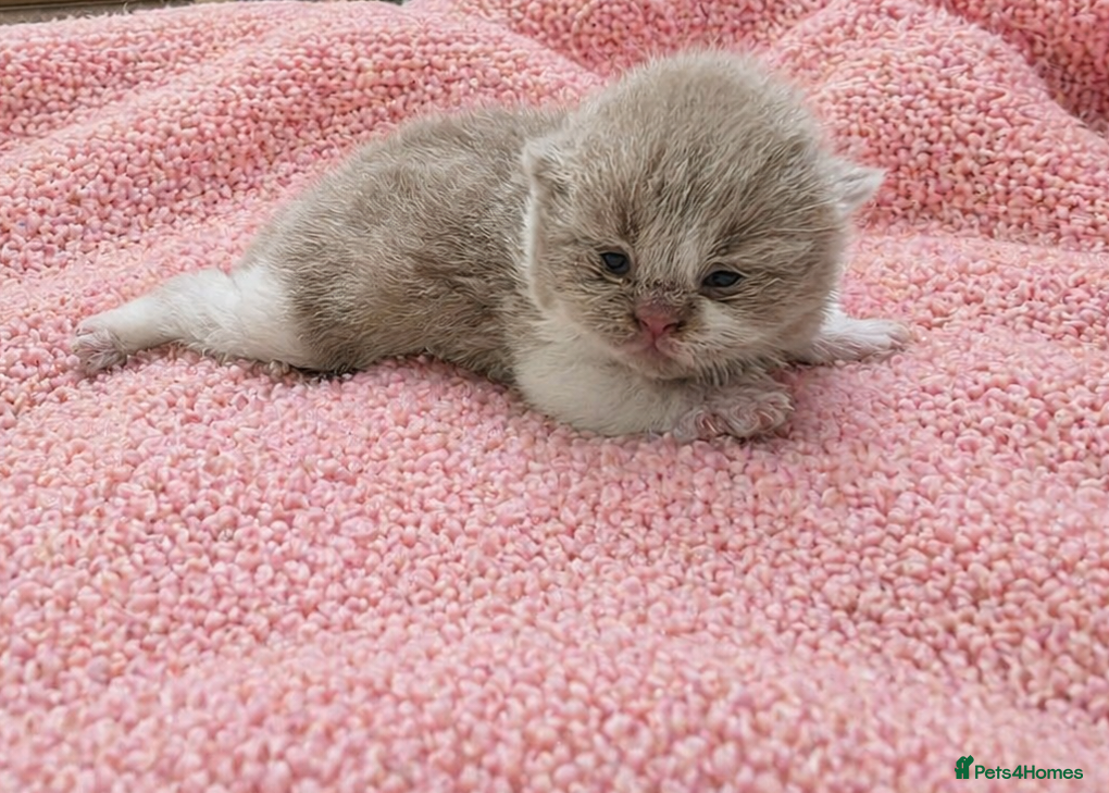 British Shorthair cats Show quality GCCF British Shorthair kittens - Advert 1