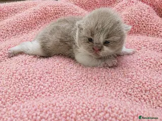 British Shorthair cats for sale: Show quality GCCF British Shorthair kittens - Advert 1