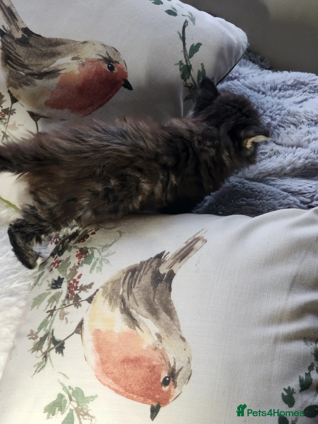 Maine Coon cats for sale:  Ready Now! Maine coon Kittens  - Advert 26