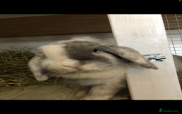 Mini Lop rabbits for sale: Beautiful Mini Lop Rabbits  - Image 19