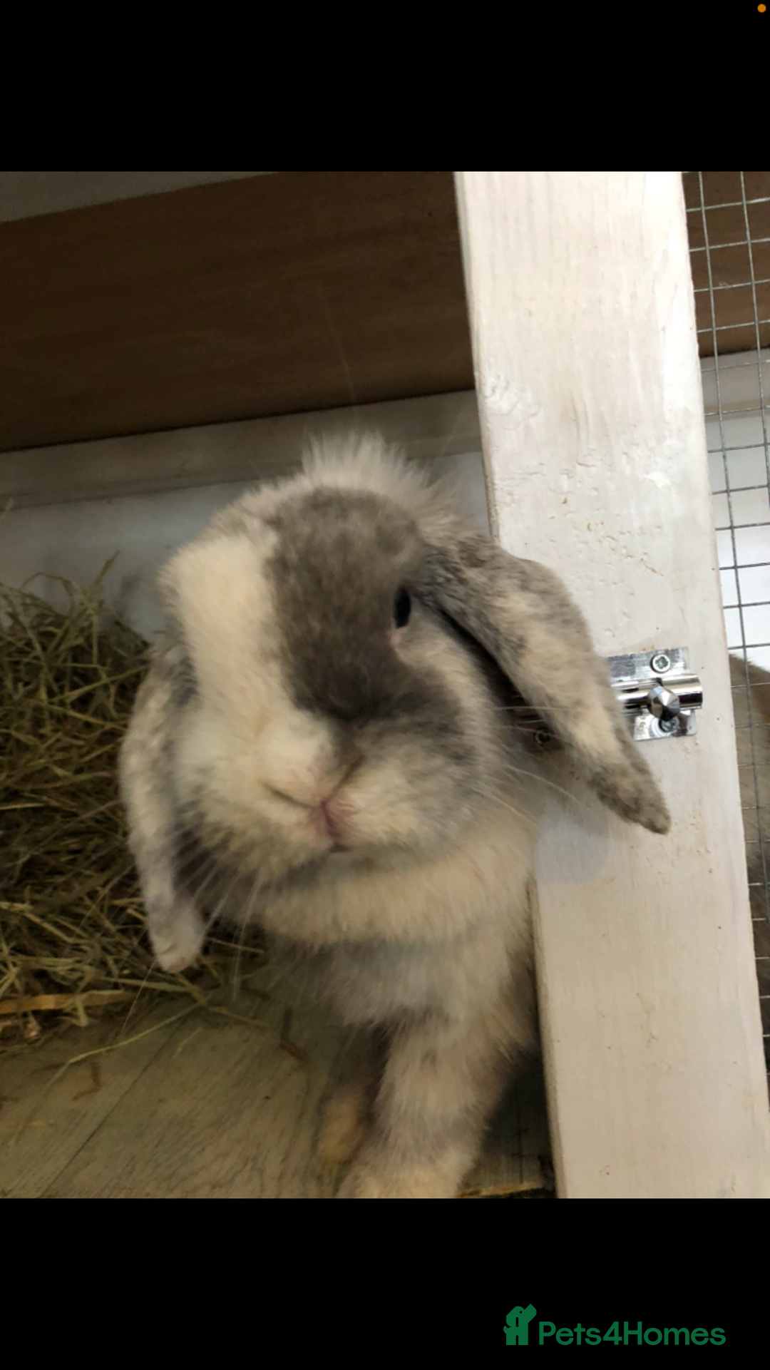 Mini Lop rabbits for sale: Beautiful Mini Lop Rabbits  - Image 19