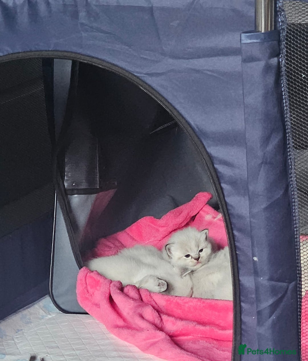 Ragdoll cats for sale: Stunning registered seal tabby ragdoll GC lines - Image 25