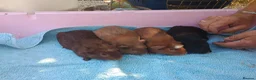 Guinea Pig rodents for sale: Baby guinea pigs - Advert 3