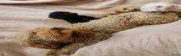 Cavapoo dogs for sale: Toy Cavapoo Puppy, Exceptionally Well Socialised - Advert 12