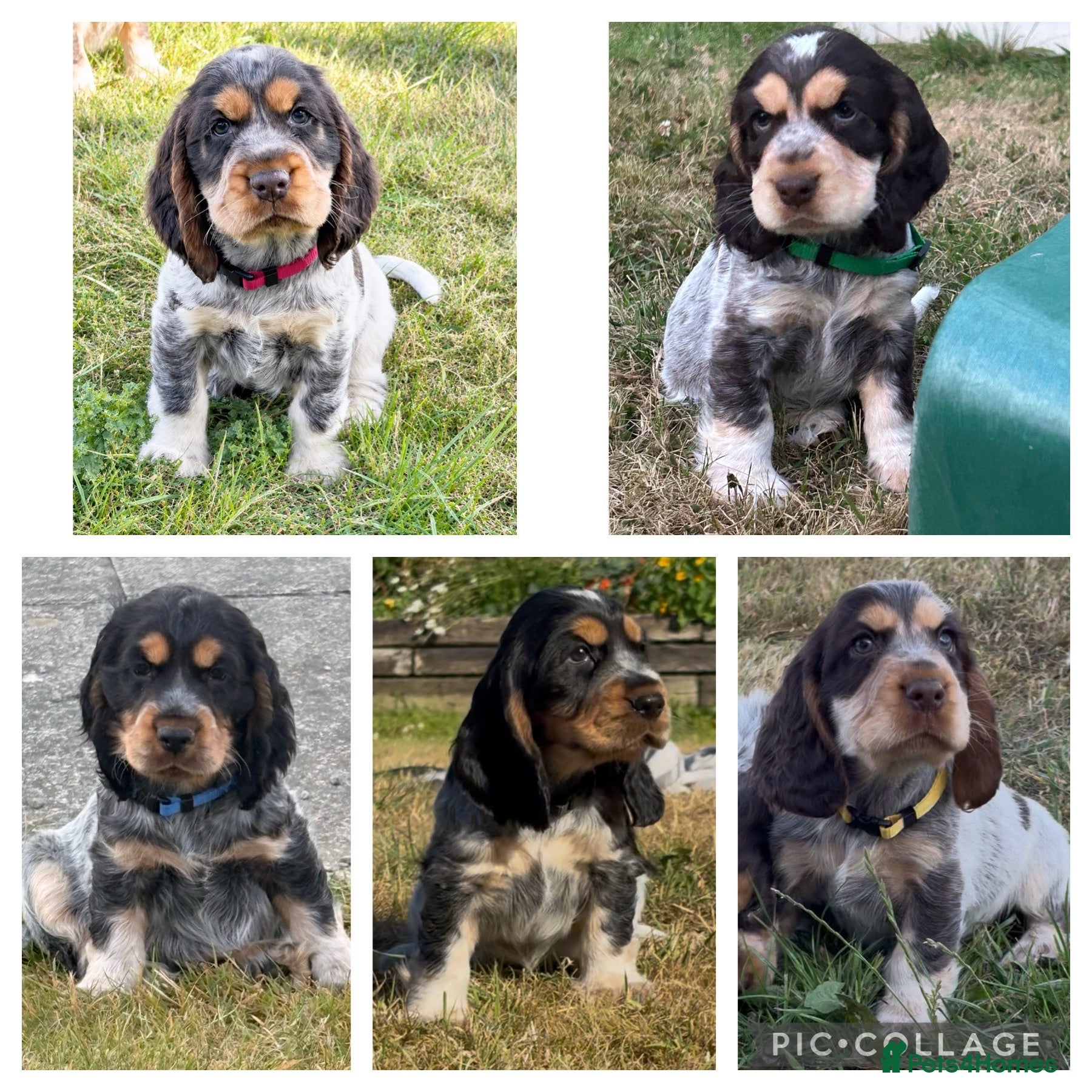 Cocker Spaniel dogs KC Registered Show type Cocker Spaniel DNA Tested - Advert 1