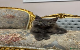Maine Coon cats for sale: XXL Russian bloodline Maine Coon Kittens 20+Gen!🏆 - Image 20